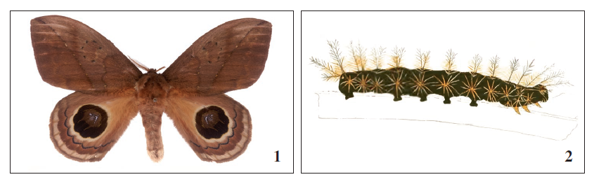 Automeris ophthalmica. 1. male reared from a larva collected in Guaraqueaba, PR, Brazil. 2. Larva (from Jones, 1883: pl. 7, fig. 3).