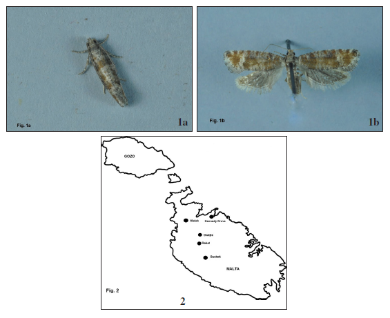 1a. MALTA, Naxxar, ♂, 10-X-2021, Seguna leg. 1b. Dwejra, l/o Rabat, ♂, 19-X-2021, Sammut leg. 2. Map of Malta showing localities mentioned in the text.