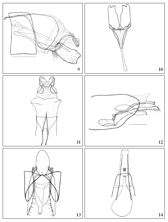 9-11. Male genitalia of Baerenschenkia lamasi Mey, sp. n. (scale bar: 0.5 mm). 9. lateral. 10. ventral. 11. dorsal. 12-14. Genitalia of Deryaxenistis nekrutenkoi Mey, sp. n. (scale bar: 0.5 mm). 12. Male, lateral. 13. Male, ventral. 14. Female, ventral.