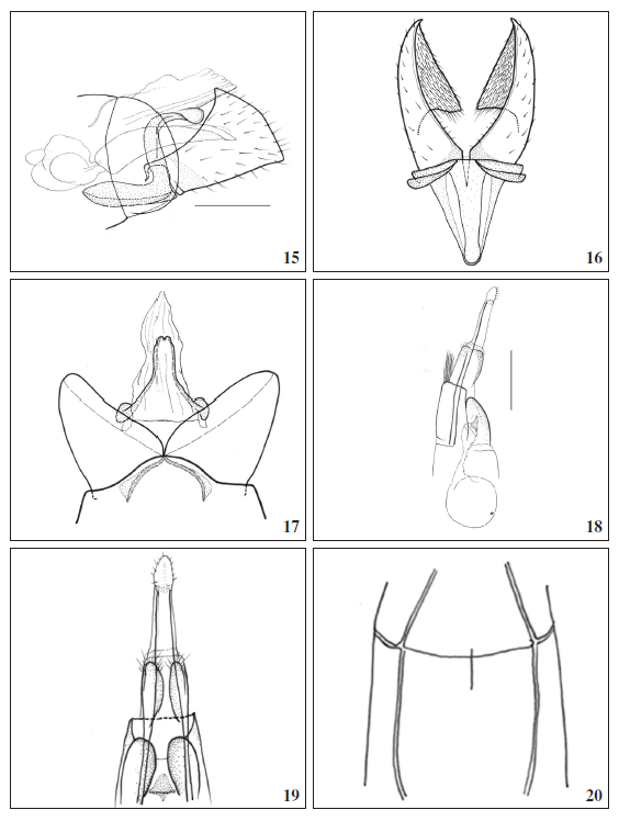 15-19. Genitalia of Paraxenistis ammolofon Mey, sp. n. (scale bar: 0.5 mm). 15. Male, lateral. 16. Male, ventral. 17. Male, dorsal. 18. Female, lateral. 19. Female, ventral. 20. Stenum II of Paraxenistis ammolofon Mey, sp. n., female.