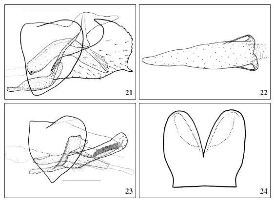 21-22. Male genitalia, Paraxenistis sphenospilaMeyrick, 1919, lectotype. 21. lateral. 22. phallus, ventral. 23-24. Male genitalia, Paraxenistis pentaula (Meyrick, 1913), lectotype. 22. lateral. 23. pleura, ventral.