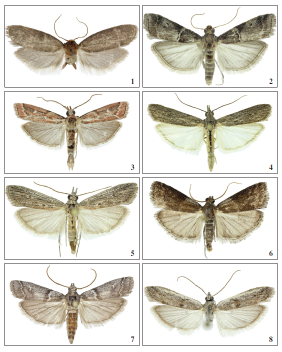 1. Achroia grisella (Fabricius, 1794), ♀, La Gomera, 20.5 mm. 2.Alophia combustella (HerrichSch�ffer, 1855), ♀, Gran Canaria, 20.5 mm. 3.Dioryctria mieella Falck, Karsholt & Slamka, sp. n., ♂, Tenerife, 23 mm. 4.Epischnia prodromella (H�bner, [1799]), ♂, Gran Canaria, 28 mm. 5.Epischnia illotella Zeller, 1839, ♀, Gran Canaria, 20 mm. 6.Assara conicolella (Constant, 1884), ♂, Tenerife, 19.5 mm. 7.Euzophera mirumella Falck, Karsholt & Slamka, sp. n., ♂, Gran Canaria, 29.5 mm. 8.Homoeosoma stenotea Hampson, 1926, ♀, Lanzarote, 15 mm.