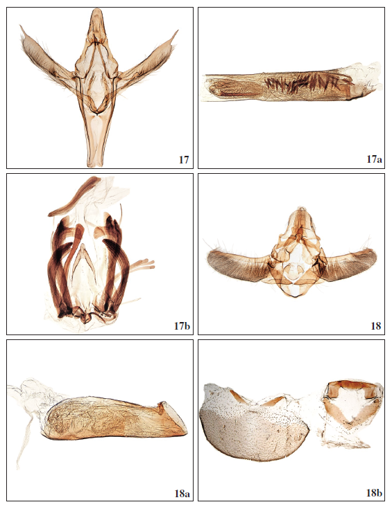 17.Dioryctria mieella Falck, Karsholt & Slamka, sp. n., ♂, Tenerife, GP3526PF. 17a. Phallus, Tenerife, GP3526PF. 17b. Culcita, Tenerife, GP3526PF. 18.Euzophera mirumella Falck, Karsholt & Slamka, sp. n., ♂, Gran Canaria, GP3562PF. 18a. Phallus, Gran Canaria, GP3556PF. 18b. Segment VIII (tergit and sternit), Gran Canaria, GP3562PF