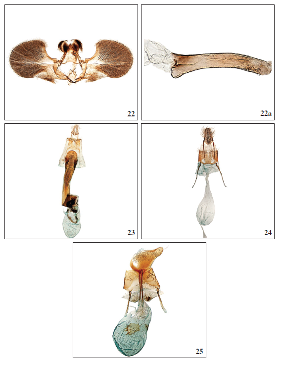 22.Cynaeda acutalis Karsholt & Slamka, sp. n., ♂, Gran Canaria, GP3578PF. 22a. Phallus, Gran Canaria, GP3578PF. 23.Dioryctria mieella Falck, Karsholt & Slamka, sp. n., ♀, La Gomera, GP3560PF. 24.Euzophera mirumella Falck, Karsholt & Slamka, sp. n., ♀, Gran Canaria, GP3557PF. 25.Dalakia moyalis Falck, Karsholt & Slamka, sp. n., ♀, Gran Canaria, GP3548PF.