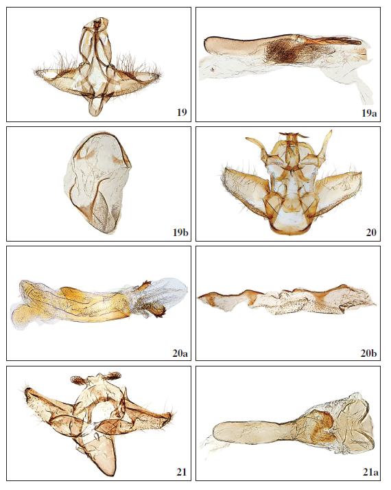 19.Dalakia moyalis Falck, Karsholt & Slamka, sp. n., ♂, Gran Canaria, GP3525PF. 19a. Phallus, Gran Canaria, GP3525PF. 19b. Segment VIII (tergit and sternit), Gran Canaria, GP3575PF. 20.Peoria gigantesalis Falck, Karsholt & Slamka, sp. n., ♂, Tenerife, GP2545PF. 20a. Phallus, Tenerife, GP2545PF. 20b. Segment VIII (tergit and sternit), Tenerife, GP3574PF. 21.Metasia (Clasperia) baezi Falck, Karsholt & Slamka, sp. n., ♂, Tenerife, GP3558PF. 21a. Phallus, Tenerife, GP3558PF.