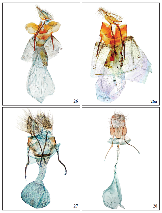 26.Peoria gigantesalis Falck, Karsholt & Slamka, sp. n., ♀, Tenerife, GP2547PF. 26a.Peoria gigantesalis Falck, Karsholt & Slamka, sp. n., ♀ (segment VIII unfolded), Tenerife, GP1958FS. 27.Metasia (Clasperia) baezi Falck, Karsholt & Slamka, sp. n., ♀, Gran Canaria, GP3573PF. 28.Cynaeda acutalis Falck, Karsholt & Slamka, sp. n., ♀, Gran Canaria, GP3461PF.