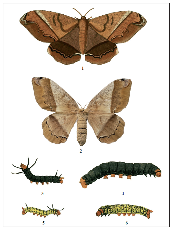 Arsenura cassandra and A. armida.1.A. cassandra, female, Surinam (from Cramer, 1779, pl. 197 B). 2.A. cassandra, female, reared from a larva collected in the DF, Brazil. 3-4.A. armida, caterpillars (from Stoll, [1790], pl. 19 1A, B). 5-6.A. cassandra, caterpillars (from Stoll, [1790], pl. 19 2 C, 2 D).