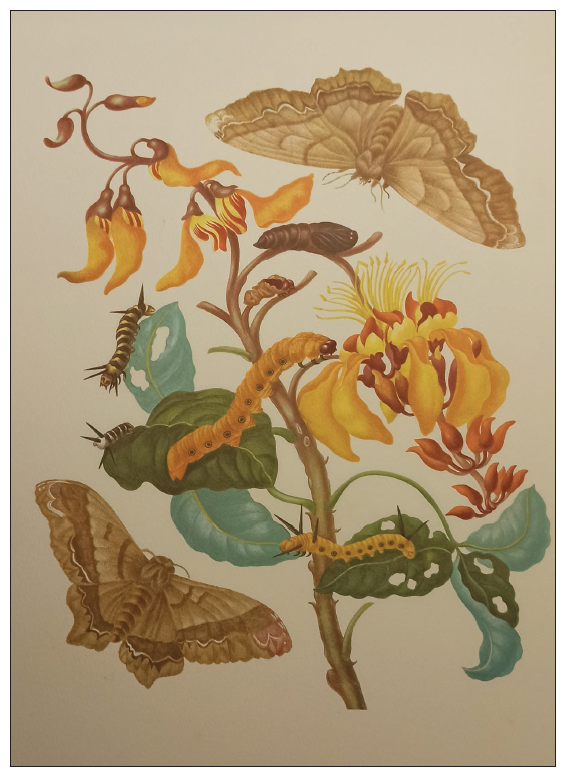 Merian’s 1705: pl.11.