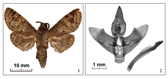 1.Afrikanetz schouteni Yakovlev, sp. n., holotype, adult male, Cote d’Ivoire, Marahou Region, individual number NHMUK: 012832473 (NHMUK). 2.Afrikanetz schouteni Yakovlev, sp. n., holotype, male genitalia (Slide NHMUK: 010315504).