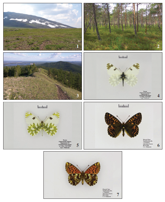 1. Sverdlovsk Region, Karpinsk distr., Konzhakovskyi Kamen’ Mt. (photo by S. Rybalkin). 2. Chelyabinsk Region, near Snezhinsk, sphagnum swamp (photo by S. Rybalkin). 3. Bashkortostan Republic, Uchaly distr., Nurali Mt. Range (photo by S. Rybalkin). 4.Euchloe ausonia (Hbner, [1804]), male, upperside, Sverdlovsk Region, Karpinsk distr., Konzhakovskyi Kamen’ Mt. 5.Euchloe ausonia (Hbner, [1804]), male, underside, Sverdlovsk Region, Karpinsk distr., Konzhakovskyi Kamen’ Mt. 6.Boloria aquilonaris (Stichel, 1908), female, upperside, Chelyabinsk Region, near Snezhinsk. 7.Boloria aquilonaris (Stichel, 1908), female, underside, Chelyabinsk Region, near Snezhinsk.