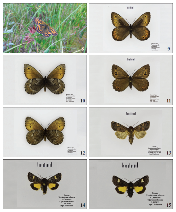 8.Boloria aquilonaris (Stichel, 1908), in nature, Chelyabinsk Region, near Snezhinsk (photo by S. Rybalkin). 9.Oeneis jutta gigantea Austaut, 1911, male, upperside, Chelyabinsk Region, near Snezhinsk. 10.Oeneis jutta gigantea Austaut, 1911, male, underside, Chelyabinsk Region, near Snezhinsk. 11.Oeneis jutta gigantea Austaut, 1911, female, upperside, Chelyabinsk Region, near Snezhinsk. 12.Oeneis jutta gigantea Austaut, 1911, female, underside, Chelyabinsk Region, near Snezhinsk. 13.Apamea schildei (Staudinger, 1901), male, Sverdlovsk Region, Karpinsk distr., Konzhakovskyi Kamen’ Mt. 14.Coranarta cordigera (Thunberg, 1778), male, Chelyabinsk Region, near Snezhinsk. 15.Coranarta cordigera (Thunberg, 1778), female, Chelyabinsk Region, near Snezhinsk.