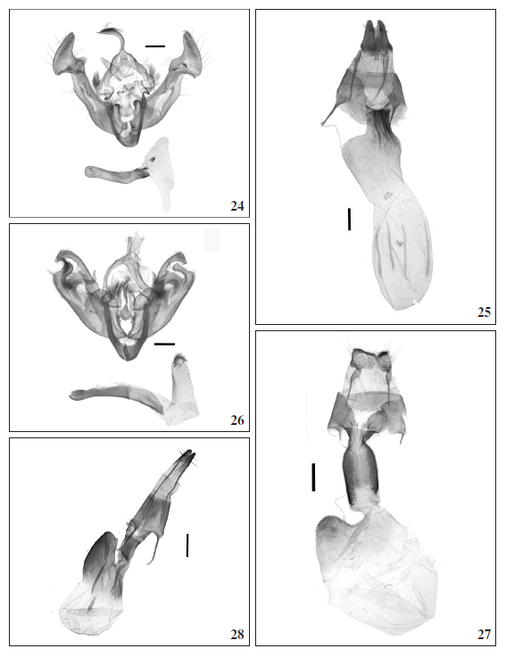 24.Apamea schildei (Staudinger, 1901), male genitalia (slide: TB-2113). 25.Apamea schildei (Staudinger, 1901), female genitalia (slide: TB-2114). 26.Polia vesperugo (Eversmann, 1856), male genitalia (slide: TB-2115). 27.Polia vesperugo (Eversmann, 1856), female genitalia (slide: TB-2116). 28.Hadena corrupta (Herz, 1898), female genitalia (slide: TB-2112).