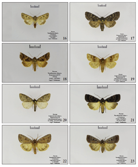 16.Cardepia irrisoria (Erschoff, 1874), male, Chelyabinsk Region, near Snezhinsk. 17.Polia vesperugo (Eversmann, 1856), male, Sverdlovsk Region, Karpinsk distr., Konzhakovskyi Kamen’ Mt. 18.Hadena corrupta (Herz, 1898), male, Russia, Chelyabinsk Region, Kyshtym distr., Egoza Mt. 19.Xestia lorezi (Staudinger, 1891), male, Sverdlovsk Region, Karpinsk distr., Konzhakovskyi Kamen’ Mt. 20.Xestia sincera (Herrich-Schffer, 1851), male, Sverdlovsk Region, Karpinsk distr., Konzhakovskyi Kamen’ Mt. 21.Pseudohermonassa melancholica (Lederer, 1853), male, Chelyabinsk Region, near Snezhinsk. 22.Coenophyla subrosea (Stephens, 1829), male, Chelyabinsk Region, near Snezhinsk. 23.Coenophyla subrosea (Stephens, 1829), female, Chelyabinsk Region, near Snezhinsk.