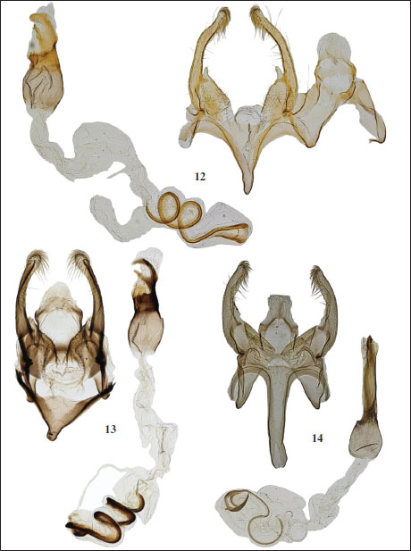 Gladiovalva spp., male genitalia. 12-13. 
                                    Gladiovalva arevika Bidzilya & Šumpich, sp. n. 12. Paratype, Armenia (gen. slide 73/22, OB). 13. Paratype, Turkmenistan (gen. slide 72/22, OB). 14. 
                                    G. igorella Falkovitsh & Bidzilya, holotype, Kazakhstan.
                                