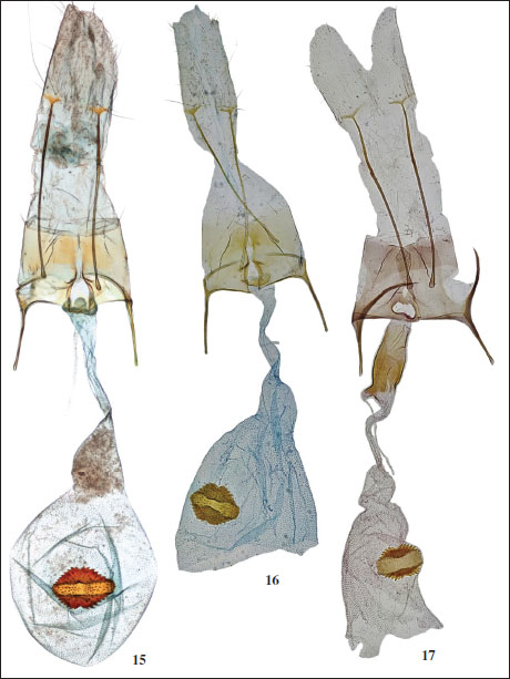 Gladiovalva spp., female genitalia. 
                                15-16.G. arevika Bidzilya & Šumpich, sp. n. 
                                15. Ṗaratype, Armenia (gen. slide JŠ 22023). 
                                16. Paratype, Armenia (gen. slide 295/17, OB). 
                                17.G. igorella Falkovitsh & Bidzilya, paratype, Uzbekistan (gen. slide 53/07. OB).
                            