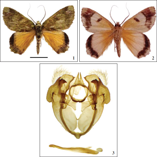 Dindica soriai Expósito, sp. n. Mt. Mutis. 
							1. Holotipo ♂ Anverso. 
							2. Reverso. 
							3. Holotipo ♂ Preparación de Genitalia AEH3460. (Trazo de 1 cm).
						