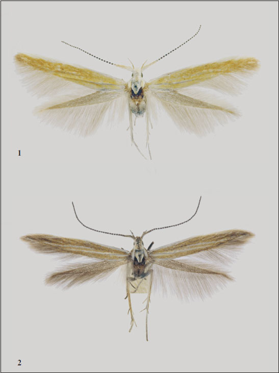 1.Coleophora gecidiella Baldizzone, sp. n. - male, paratype (wingspan 13 mm). 
							2.C. turca Baldizzone, 1994 - female, Turkey, Sivas, 12 km n&ouml;rdl. Yidizeli, &Ccedil;amlibel ge&ccedil;idi, 1600-1800 m, 8-11-VII-1992, leg. G. Baisch, in coll. Baldizzone (wingspan 12 mm).
						