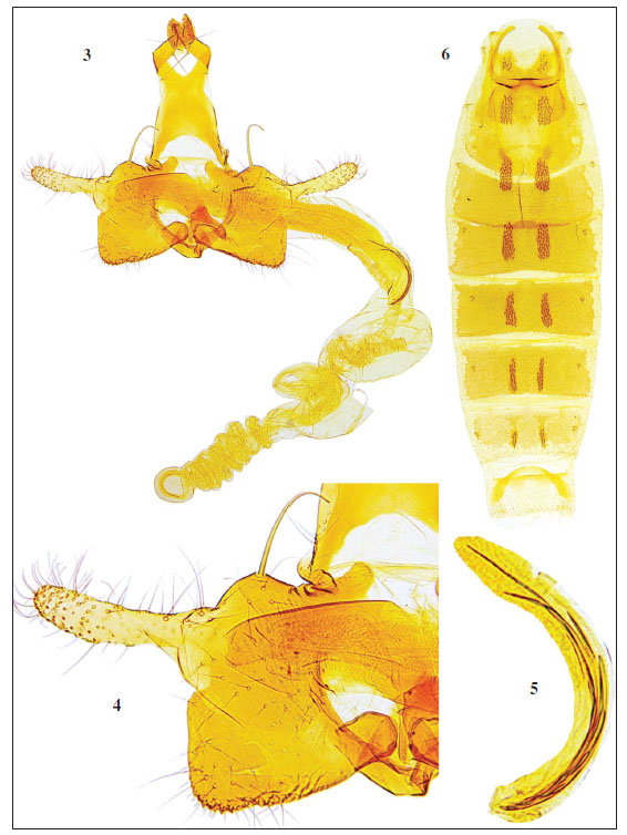 3.C. gecidiella Baldizzone, sp. n. - male genitalia (PG Bldz 13776), holotype. 
								4. Enlargement of valva and phallotheca. 
								5. Enlargement of cornuti. 
								6. Abdomen.
							