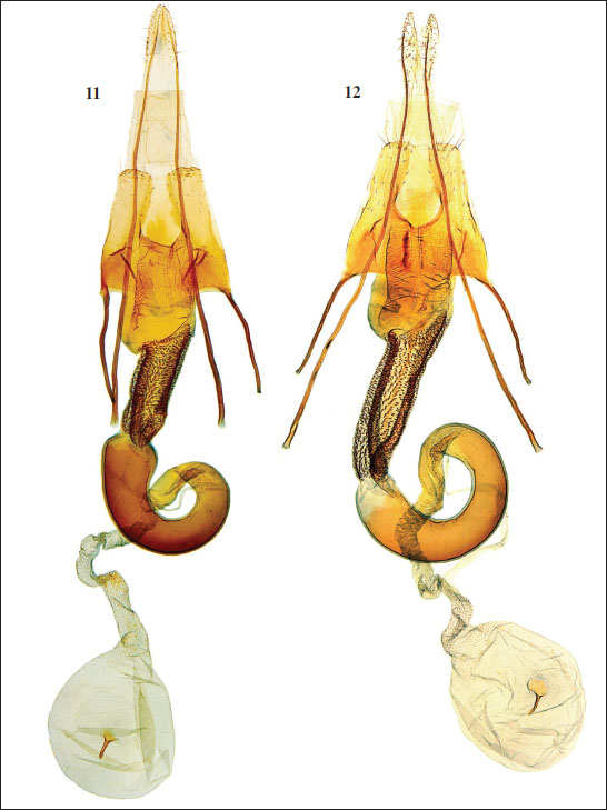C. turca Baldizzone, 1994 - female genitalia. 
											11. (PG Bldz 14206), Turkey, Anatolia, Cappadocia, dint. U&ccedil;hisar, Mustafapaşa, 1400 m, 25-VI-2005, leg. G. Bassi, in coll. Bassi. 
											12. (PG Bldz 13089) Turkey, Kayseri, 25 km S, Erciyas Dagi, 1900 m, 31-VII-1997, leg. T. Nupponen, in coll. Baldizzone.
										