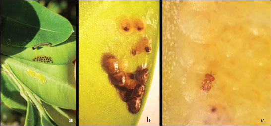 Larvae of 
						C. perspectalis, parasitized and non-parasitized egg masses. 
						C. Adult of 
						T. evanescens (Photos: F. Can).
					