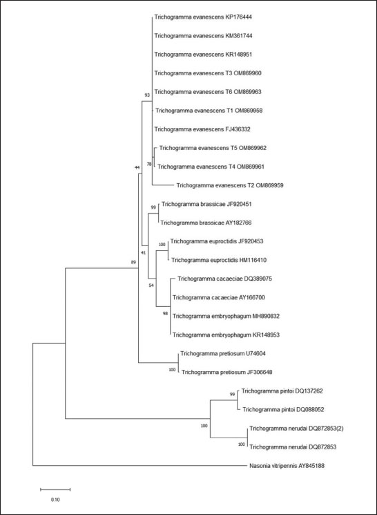 Phylogenetic tree based on ITS2 gene region of six 
								Trichogramma evanescens populations and 
								Nasonia vitripennis (Walker, 1836) is used as an outgroup.
							
