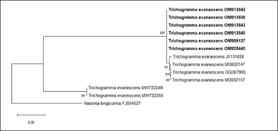 Phylogenetic tree (Neighbor Joining) based on COI gene region of six 
									Trichogramma evanescens populations sub-tree separately and 
									Nasonia longicornis Darling, 1990 used as an outgroup.
								