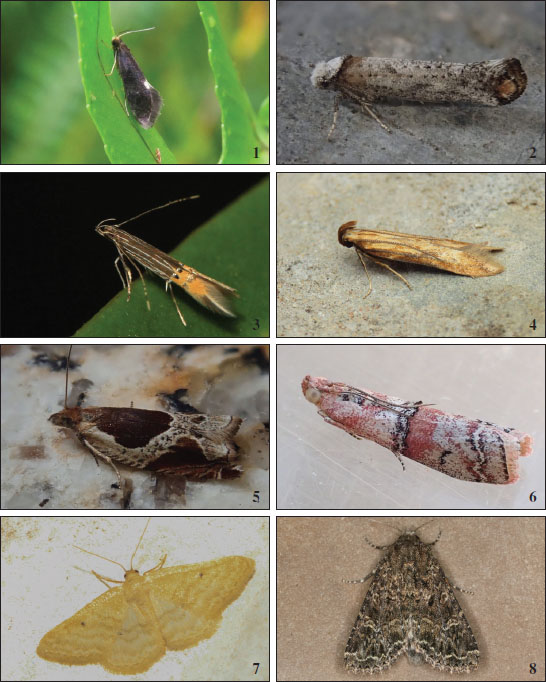 1.
						Teichobia filicivora (Meyrick, 1937), Sintra (B. van Dort). 
						2.Pseudoswammerdamia combinella (H&uuml;bner, 1786), Pampilhosa de Bot&atilde;o (E. Jesus). 3. Cosmopterix coryphaea Walsingham, 1907, Quinta de Marim, Olh&atilde;o (T. Valkenburg). 
						4.Metzneria leae Gast&oacute;n & Huemer, Vale Santo, Vila do Bispo (J. Nunes). 
						5.Ancylis unculana (Haworth, 1811), Meixedo (E. Jesus). 
						6.Merulempista turturella (Zeller, 1848), Quinta de Marim, Olh&atilde;o (T. Valkenburg). 
						7.Idaea alicantaria (Reisser, 1963), Quinta de Marim, Olh&atilde;o (T. Valkenburg). 
						8.Apamea furva (Denis & Schifferm&uuml;ller, 1775), Montesinho (A. Valadares).
					