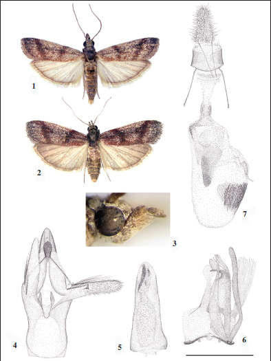 1.Epischnia porphyrea Tsvetkov, sp. n., holotype. 
							2. Idem, paratype (female). 
							3. Idem, head laterally (male). 
							4-7. Idem, genitalia (scale 1 mm). 
							4. male genitalia (aedeagus extracted). 
							5. aedeagus. 
							6. Eighth sternum (male, left part of culcita removed). 
							7. female genitalia.
						