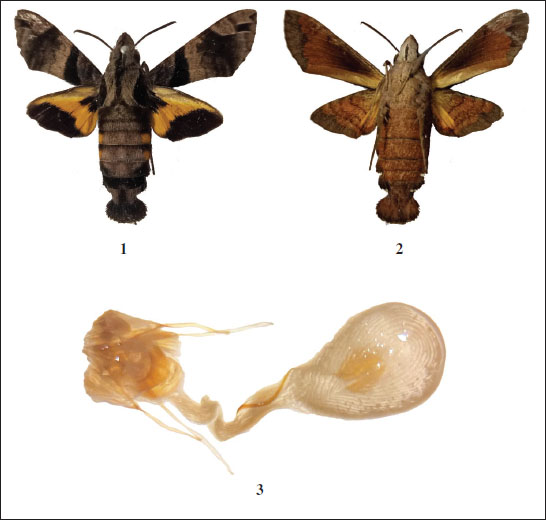 M. pyrrhostictaButler, 1875. 
							1. Adult female, dorsal view, 
							2. Adult female, ventral view, 
							3. Female genitalia.
						