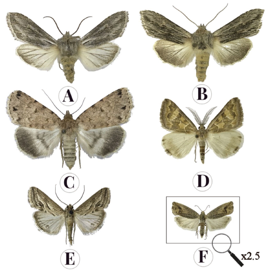 A.Cucullia biskranaB.Cucullia syrtanaC.Autophila mauraD.Cerocala algiriaeE.Evergestis desertalisF.Cydia blackmoreana.