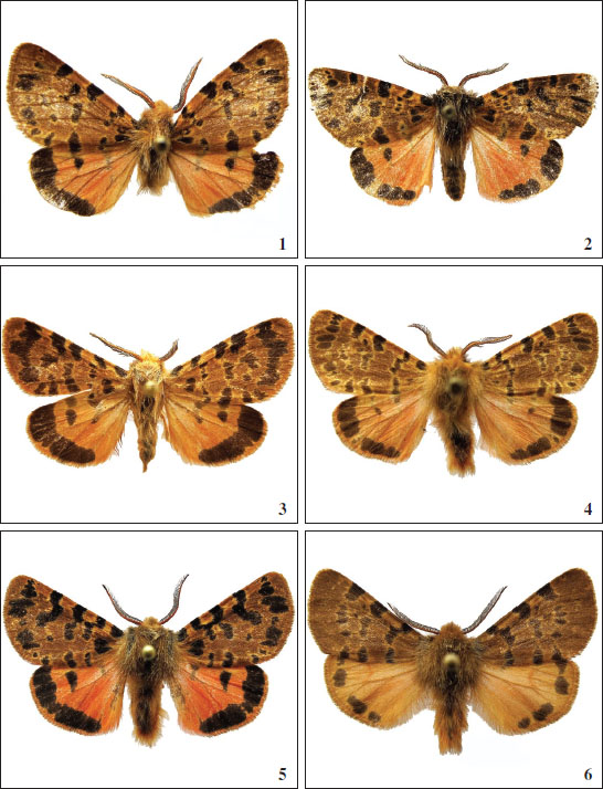 Ocnogyna breveti. 
						1. Losar de la Vera (C&aacute;ceres), Espa&ntilde;a, 50 m, 16-IV-1991. 
						2-3. Pen&iacute;nsula del cabode Tres Forcas (Melilla), Espa&ntilde;a, 31-I-2000. 
						4. Playa Torregarc&iacute;a (Almer&iacute;a), Espa&ntilde;a, 18 m, 31-III-2022. 
						5. 3 Km este de Midar, Marruecos, 450 m, 26-V-2017. 
						6. Ikebbouzene (alrededores de Nador), Marruecos, 50 m, 30-V-2000.
					