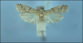 Ephestia woodiella Malta, Siġġiewi, Għar Lapsi, 23-IV-1999