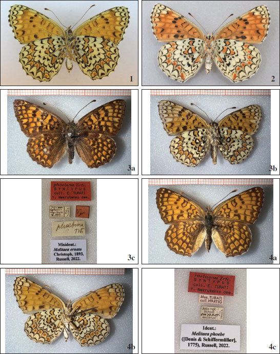 1.Melitaea ornata female underside, Italy, Calabria, Consenza, San Fili, Monte Martinello, 600 m, 3 June 1913 (Stauder Leg) © W. J. Tennent. 
						2.Melitaea phoebe female underside, Italy, Calabria, Consenza, San Fili, Monte Martinello, 880 m, 10 June 2007. © P. Russell. 
						3 A-C.Melitaea phoebe phoebina Turati, 1920, female upperside, underside and labels on pin, respectively. 
						4 A-C.Melitaea phoebe rostagnoi Turati, 1920, female upperside, underside and labels on pin, respectively. © MRSN, Italy.
					