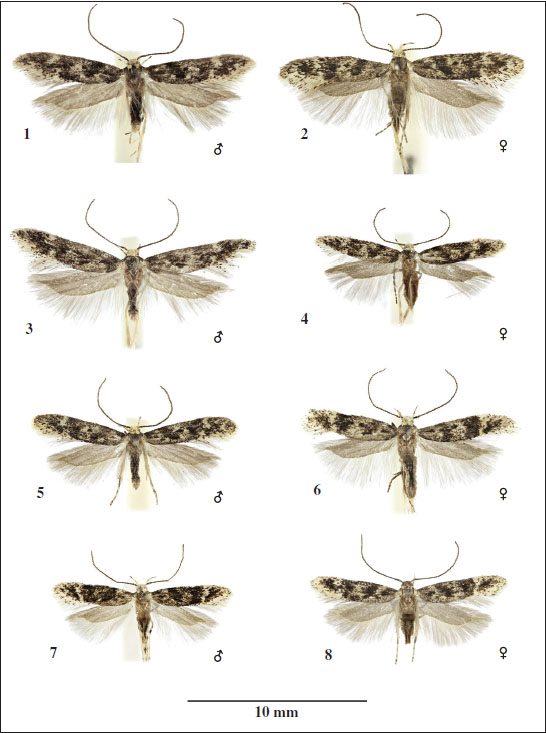 Klimeschiopsis varia Šumpich & Bidzilya, sp. n., Russia, Altai Mts., adults. 
								1. Holotype, Dzhangyskol lake. 
								2-8. Paratypes. 
								2. Beltir. 
								3-4. Aktash. 
								5-6. Confluence of Karagem and Argut rivers. 
								7-8. Chulyshman valley. (1-7 barcoded).
							