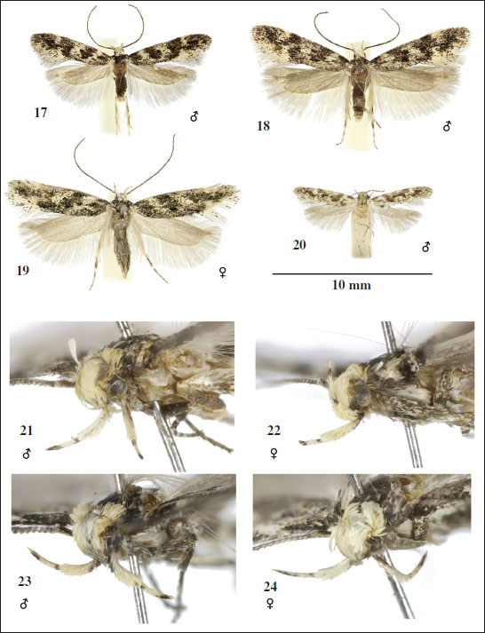 Klimeschiopsis species. 
									17-20. Adults. 
									17-19.K. discontinuella (Rebel, 1899), Italy, S Tirol. 
									13. Lasa, J. Šumpich leg. 
									14. Laatsch, J. Šumpich leg. 
									15. Stelvio, J. Liška leg. 
									20.K. afghana Povoln&yacute;, 1968. (17-19 in coll. NMPC, 20 in coll NHMW). 
									21-24. Heads. 
									21-22.K. varia Šumpich & Bidzilya, sp. n. 
									23-24.K. confusella Šumpich & Bidzilya, sp. n. (21 and 24 holotypes).
								