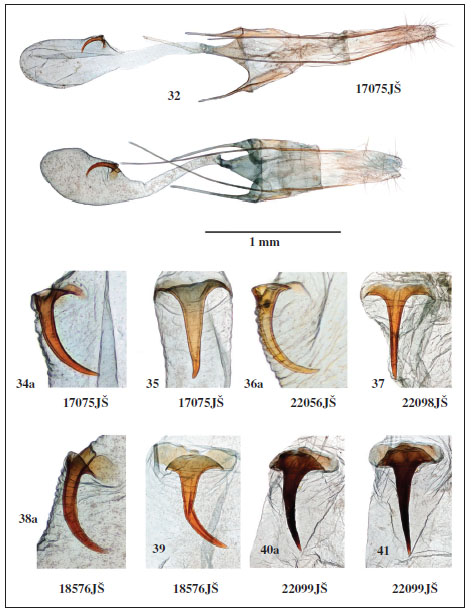 Female genitalia of 
											Klimeschiopsis. 
											32-33. General view. 
											32.K. varia Šumpich & Bidzilya, sp. n., Aktash, paratype. 
											33.K. confusella Šumpich & Bidzilya, sp. n., Dzhazator, Tara valley, holotype. 
											34-41. Detail of signum. 
											34-37.K. varia Šumpich & Bidzilya, sp. n. 
											34-35. Aktash. 
											36. Chulyshman valley. 
											37. Aktash. 
											38. 41.K. confusella Šumpich & Bidzilya, sp. n., Dzhazator, Tara valley. 
											38-39. Holotype (a - lateral view).
										