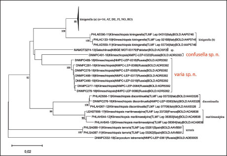Neighbor-Joining tree of 
						Klimeschiopsis species created from public records in BOLD, with 
						Caryocolum tetrameris (Meyrick, 1926) as outgoroup. Source: Barcode of Life. Database, cf. 
						RATNASINGHAM & HEBERT (2007).
					