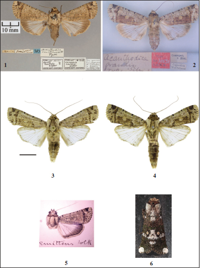 Casandria adults, dorsal view. 
						1-5.C. emittens: 
						1. holotype (♂), Dominican Republic. 
						2.C. emittens [=
						A. grandis Schaus], holotype female, Mexico). 
						3. male, Cuba. 
						4. male, Mexico. 
						5.C. emittens, holotype, watercolour ordered by Schaus in the USNM. 
						6.C. splendens (Druce), in resting position, Panama.
					
