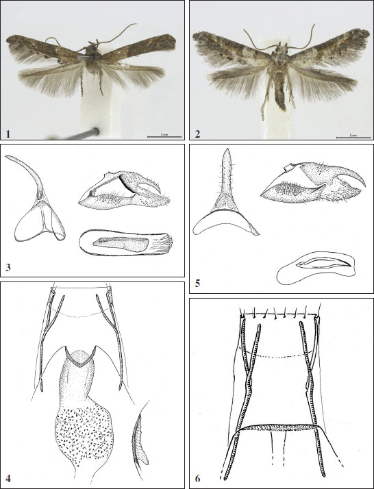 1.Epermenia similella Gaedike, sp. n., holotype. 
							2.Epermenia lusitanica Gaedike, sp. n., holotype. 
							3.Epermenia similella Gaedike, sp. n., male genitalia. 
							4.Epermenia similella Gaedike, sp. n., female genitalia. 
							5.Epermenia lusitanica Gaedike, sp. n., male genitalia. 
							6.Epermenia lusitanica Gaedike, sp. n., female genitalia.
						