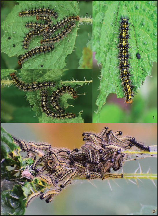 1. Larvae of 
						Aglais caschmirensis Kollar, 1844 feeding on 
						Urtica dioica. © Lovish Garlani. 
						2. Congregation of 
						Aglais caschmirensis Kollar, 1844, larvae, coiling leaves with silky threads. © Lovish Garlani
					