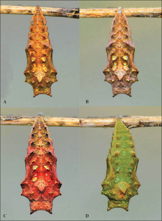 Variations in color of the chrysalis of 
							Aglais caschmirensis Kollar, 1844 (A: Golden, B: Brown, C: Red, D: Green) © Lovish Garlani
						