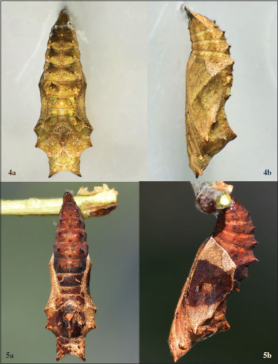 4a-b. The golden-colored; most common and abundant type of chrysalis of 
								Aglais caschmirensis Kollar, 1844 with the highest rate of survival. © Lovish Garlani. 
								5a-b. Red-colored chrysalis of 
								Aglais caschmirensis Kollar, 1844 affected by Parasitoid, changed its color to dark brown after a few days of pupation. © Lovish Garlani
							