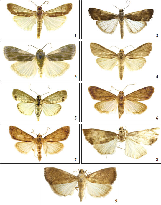 Alatuncusia and 
						Dichochroma adults, dorsal view. 
						1-3.A. canalis (Walker). 
						1. males, Brazil. 
						2.Lygropia gilvicostalis Hampson, holotype male, Peru. 
						3. female, Guana Id. 
						4.A. monochromatalis Becker, sp. nov., holotype male, Brazil. 
						5.A. tornimaculalis Becker, sp. nov., holotype, Brazil. 
						6.D. muralis Forbes, female, Ecuador. 
						7-9: 
						D. subductalis.7. Male. 
						8. female holotype, Venezuela. 
						9.Lygropia fulvescens Hampson, female holotype, Colombia.
					