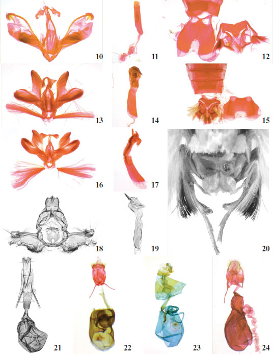 Alatuncusia and 
							Dichochroma genitalia and 8
							th abdominal segment, ventral view [phallus: lateral view]. 
							10-12.A. monochromatalis Becker, sp. nov., paratype, Brazil. 
							13-17.A. canalis (Walker). 
							13-15, Brazil. 
							16-17, Guana Id. 
							18-21.A. D. subductalis (Walker), Guana Id. 
							18-19. male; 
							20. male hind legs. 
							21. female. 
							22-24. Females. 
							22.A. canalis (Walker), Brazil. 
							23.A. monochromatalis Becker, sp. nov., paratype, Brazil. 
							24.A. tornimaculalis Becker, sp. nov., holotype, Brazil.
						