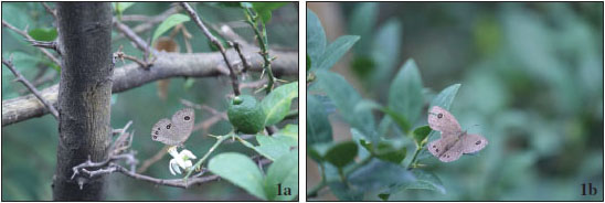 Ypthima sakra Moore, 1857. 
						1a. Underwing. 
						1b. Upperwing.
					