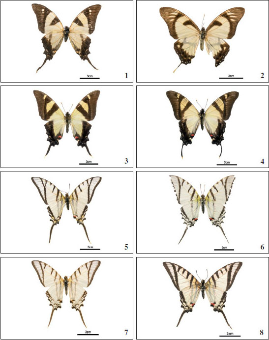 1.Eurytides orabilis isocharis. 
												2. Eurytides dolicaon hebreus. 
												3. Eurytides serville acritus. 
												4. Eurytides serville. 
												5. Protesilaus telesilaus.
											6.Protesilaus protesilaus archesilaus.7.Protesilaus macrosilaus leucones.8.Protesilaus molops.