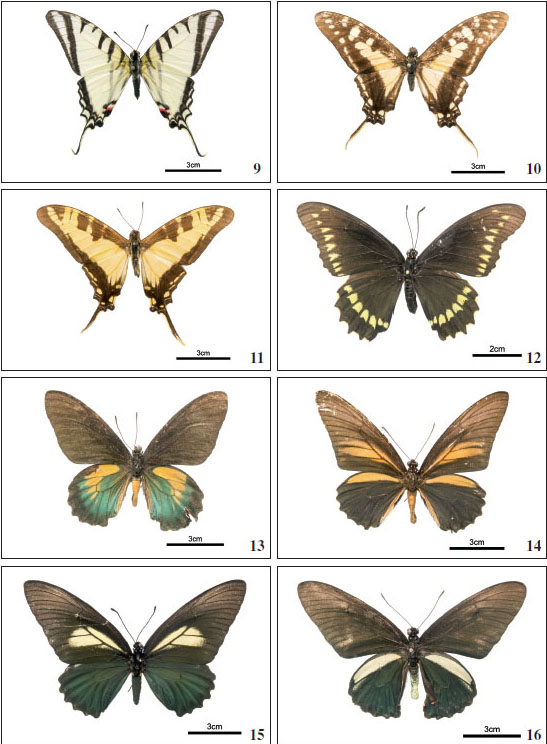 9.Neographium agesilaus eimeri.10.Neographium thyastes panamensis.11.Neographium thyastes. 
													12. Battus polydamas.
												13.Battus laodamas.14.Battus crassus.15-16.Battus crassus lepidus.