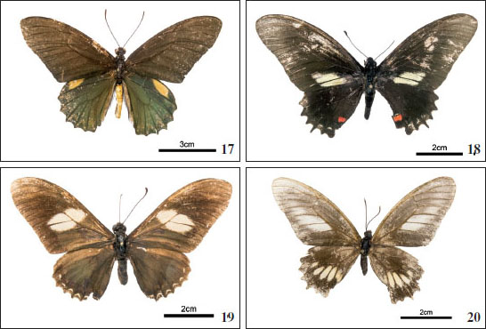 17.Battus belus.18.Mimoides ariarathes gavi.19.Mimoides pausanias cleombrotus.20.Mimoides ariarathes arianus.
