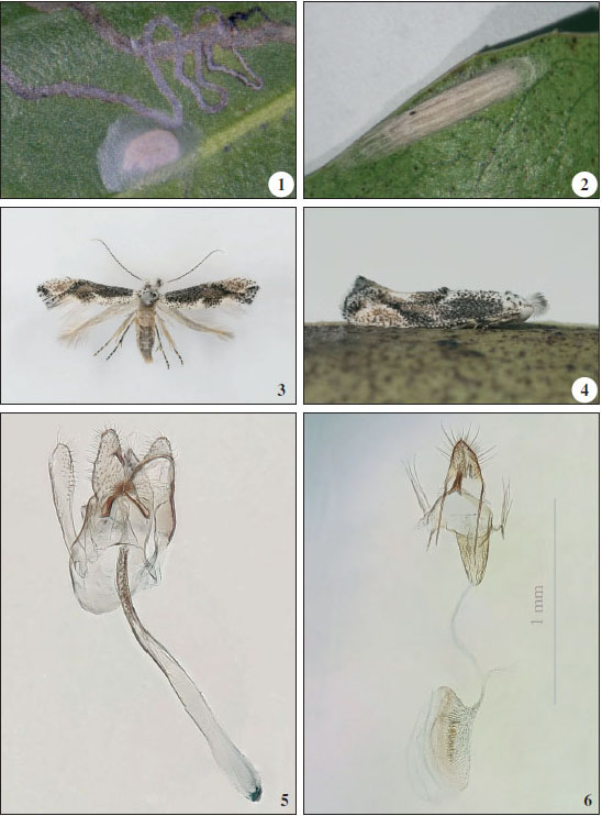 Bucculatrix alaternella Const. 
						1. Mina sobre 
						Rhamnus alaternusL. 2. Crisálida. 
						3. Hembra. 
						4. Macho. 
						5. Andropigio. 
						6. Ginopigio.
					