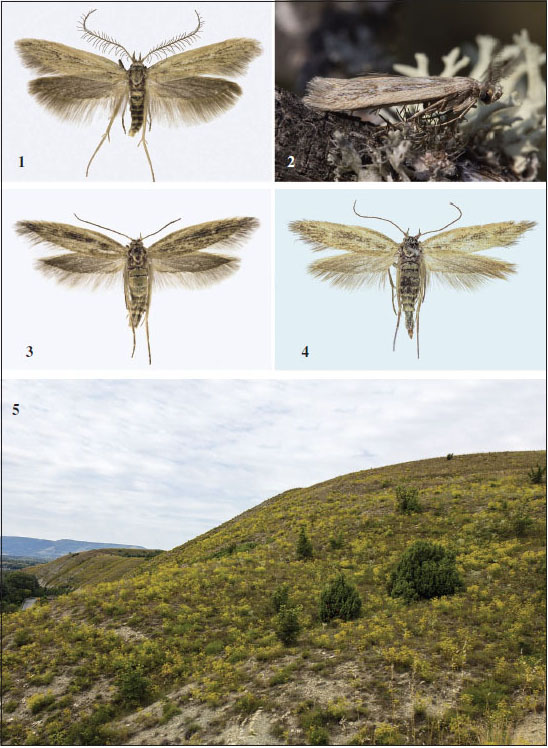 Crossotocera wagnerellaZerny, 1930, in Wagner, 1930, North Macedonia. 
						1-2. Males. 
						3-4. Females. 
						5. Habitat near Krivolak in the Vardar valley.
					